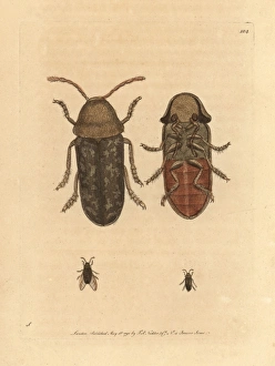 Death watch beetle, Xestobium rufovillosum Death watch beetle, Xestobium rufovillosum