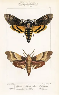 Death's Head hawkmoth and oak hawkmoth Death's Head hawkmoth and oak hawkmoth