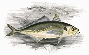 Marine Life In The 1860s Prints: Decapterus macarellus, or Mackerel Scad