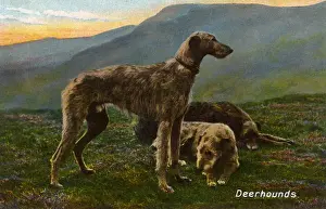Deerhounds Print, 1913 by Unknown Artist