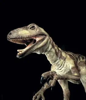 Deinonychus Model Print: A Lower Cretaceous Carnivorous Dinosaur