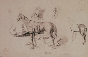 Dello, horse of General Prim. 1860. Drawing by Mariano Fortu Dello, horse of General Prim. 1860. Drawing by Mariano Fortu