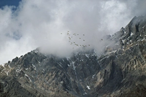 Demoiselle Cranes - in flight over Himalayas Demoiselle Cranes - in flight over Himalayas