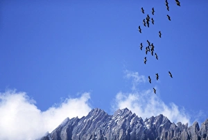 DEMOISELLE CRANES - In flight, over mountains DEMOISELLE CRANES - In flight, over mountains