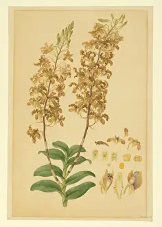 Rare Botanical Prints Online Prints: Dendrobium discolor