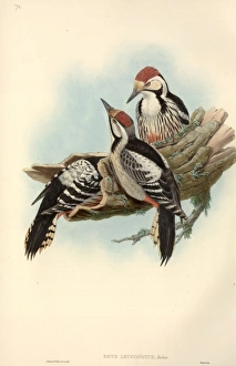 Dendrocopos leucotos, white-backed woodpecker Dendrocopos leucotos, white-backed woodpecker