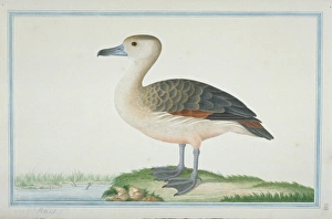 Dendrocygna javanica, lesser whistling duck Dendrocygna javanica, lesser whistling duck