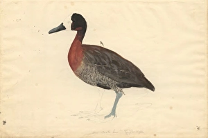 Dendrocygna viduata, white-faced whistling duck Dendrocygna viduata, white-faced whistling duck