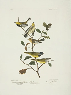 Dendroica fusca, Dendroica virens, Oporornis tolmiei Dendroica fusca, Dendroica virens, Oporornis tolmiei