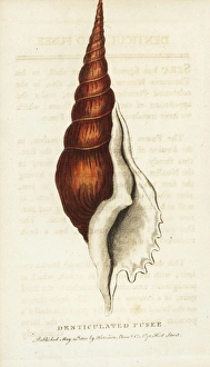 Denticulated fusee shell, Tibia fusus conch shell Denticulated fusee shell, Tibia fusus conch shell
