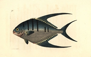 Derbio or pompano fish, Trachinotus ovatus Derbio or pompano fish, Trachinotus ovatus