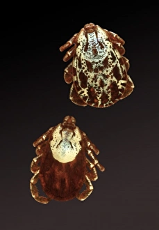 Dermacentor andersoni, Rocky Mountain wood tick Dermacentor andersoni, Rocky Mountain wood tick