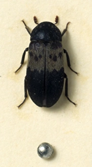 Black Larder Beetle Black Larder Beetle
