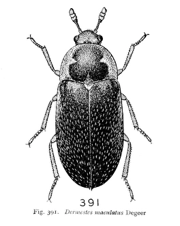 Dermestes maculatus Degeer, hide beetle Dermestes maculatus Degeer, hide beetle