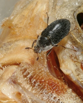 Dermestes maculatus, flesh-eating beetle Dermestes maculatus, flesh-eating beetle