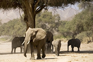Desert Elephants - Family fInding shade Desert Elephants - Family fInding shade