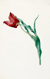Design for Sketches -- a single tulip Design for Sketches -- a single tulip