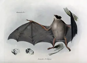 HMS Beagle Zoology Prints: Desmodus D Orbignyi