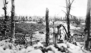The destroyed wood of Thiepval, France The destroyed wood of Thiepval, France