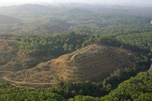Destruction of rainforest: preparation for oil-palm Destruction of rainforest: preparation for oil-palm