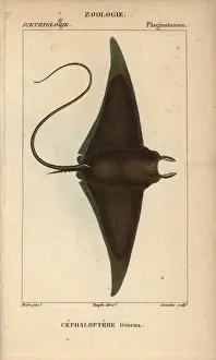 Natural History Copperplate Engravings Prints: Devil fish or giant devil ray, Mobula mobular