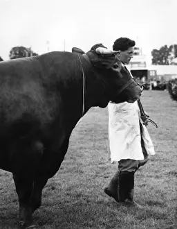 Devon Bull Print circa 1980s