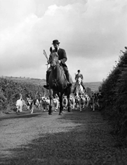 Devon and Somerset staghounds on a country lane Devon and Somerset staghounds on a country lane