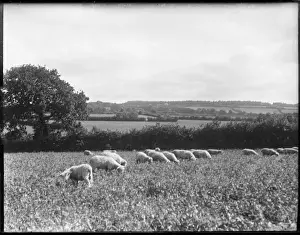 Devon England Landscapes Prints: Devonshire Sheep