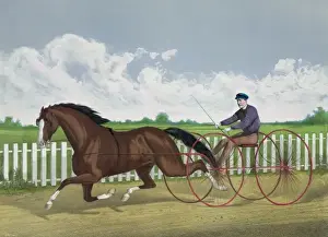 Traditional Equestrian Attire Prints: Dexter