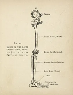 Diagram of the bones of the right leg and hip Diagram of the bones of the right leg and hip