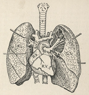 Diagram of the heart, lungs and windpipe Diagram of the heart, lungs and windpipe
