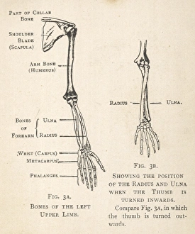 Diagrams of the bones of hand and arm Diagrams of the bones of hand and arm