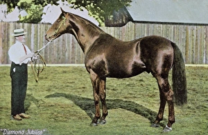 Diamond Jubilee, champion racehorse, with groom Diamond Jubilee, champion racehorse, with groom
