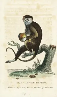 Zoology Historical Illustrations Prints: Diana monkey, Cercopithecus diana