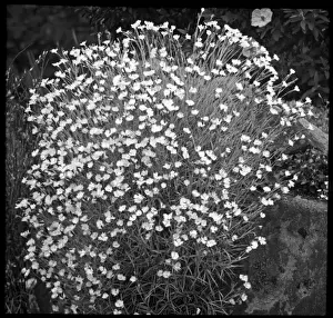 Flowering Plant Species Prints: Dianthus Hungaricus