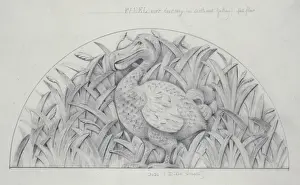 Dodo Print, Natural History Museum Design, 1875