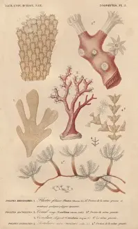 Charles D Orbigny Prints: Different types of corals and seaweeds