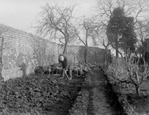 Vegetable Patch Prints: Digging the Garden