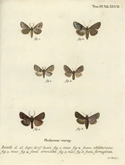 Dingy shell, dusky marbled brown and brown rustic Dingy shell, dusky marbled brown and brown rustic