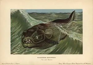 Dinichthys, Devonian Placoderm Print