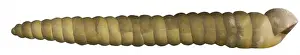 Iguanodon Fossil Prints: Dinocochlea