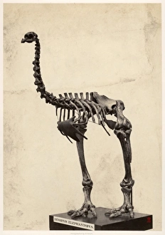 Dinornis elephantopus, heavy-footed moa Dinornis elephantopus, heavy-footed moa