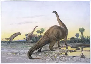 Apatosaurus Print Attacked by Allosaurus