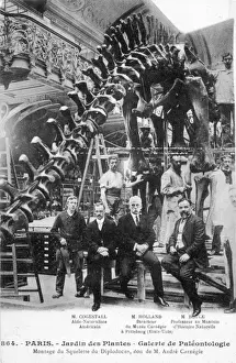 Diplodocus Skeleton Print