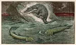 Ancient Marine Life Prints: Dinosaur / Protosaurus