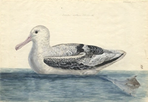 Diomedea exulens, wandering albatross Diomedea exulens, wandering albatross