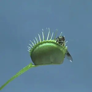 Venus Flytrap Prints: Dionaea muscipula, venus flytrap
