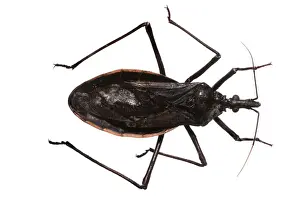 Insect Pest Control Prints: Dipetalogaster maxima, triatomine bug