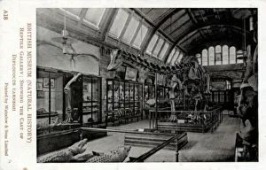 Diplodocus Carnegii - Reptile Gallery, Natural History Museu Diplodocus Carnegii - Reptile Gallery, Natural History Museu