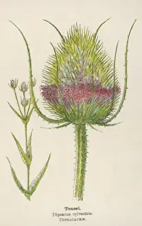 Dipsacus Sylvestris Print - Teasel Plant Engraving